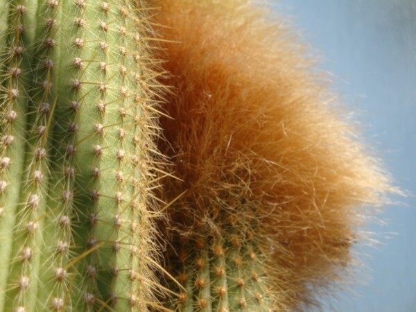Jardin botanique de Palerme (les cactus)1