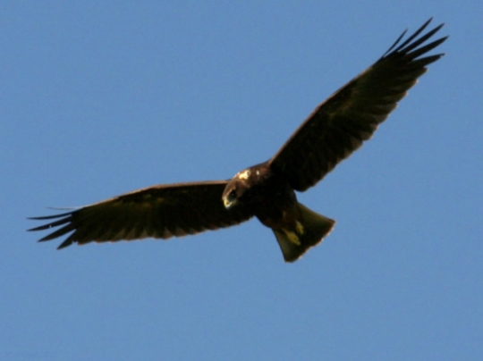 Papangue (rapace)