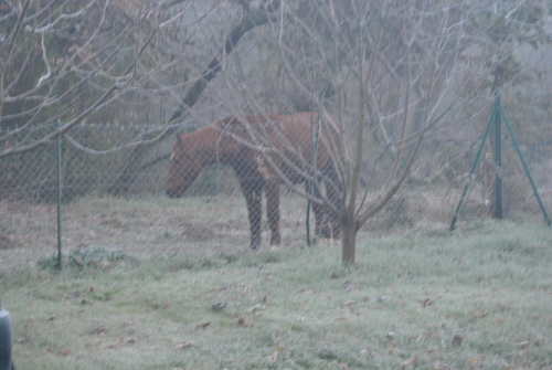 UN MATIN D'HIVER DANS MA BULLE 