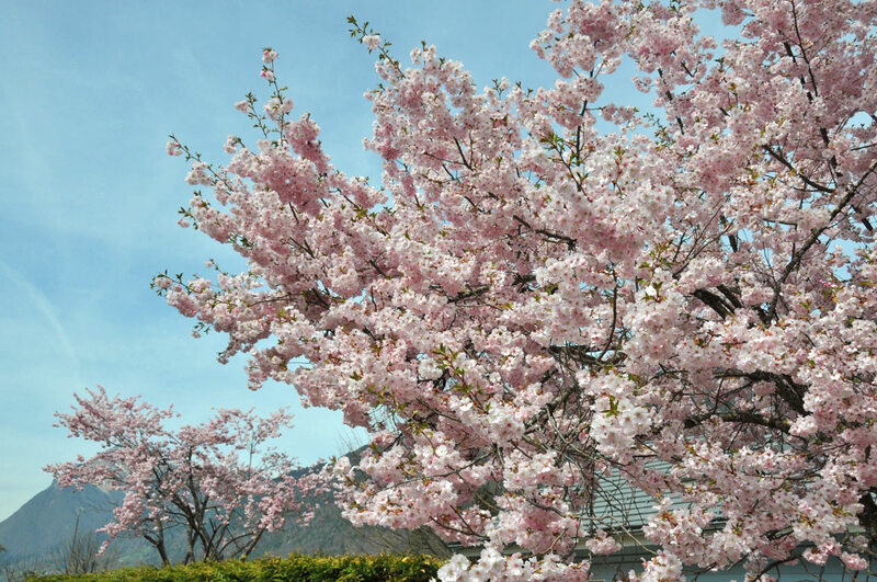 cerisier du japon