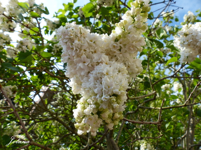 lilas blancs double 