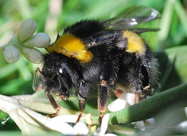 Bourdon - Bombus hortorum