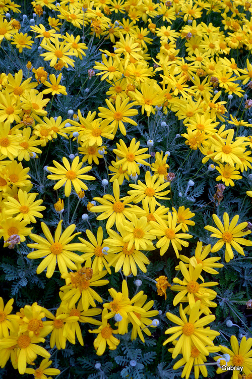 Leucate : des fleurs jaunes en décembre ...
