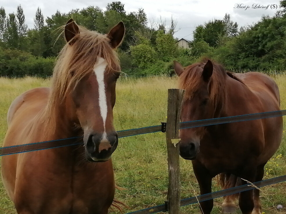 Les Chevaux