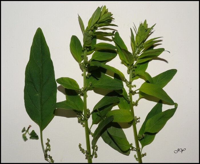 Chenopodium polyspermum.