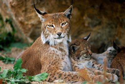 PORTUGAL UNE PIECE EN ARGENT DE 5.00 € LE LYNX IBERIQUE