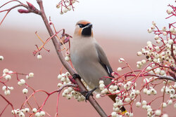 Prémisse du printemps