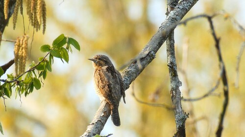 Un des oiseaux les plus rares de la forêt de Fontainebleau : le Torcol fourmilier