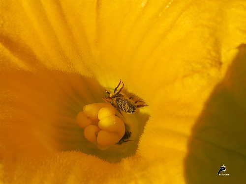 Petite abeille gourmande