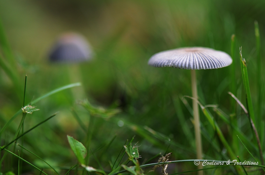 Champignons