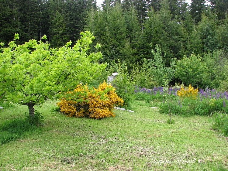 Nouvelles du Canada 179 : Lupins etc.