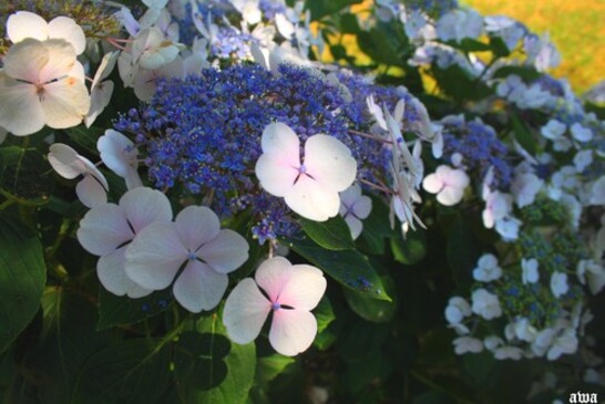 Meli Melo de fleurs d'été !!!