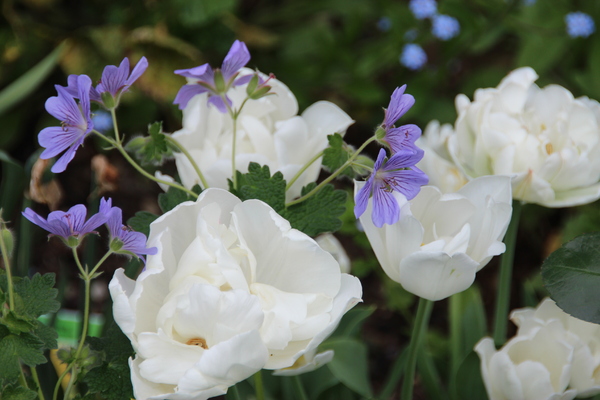 Tulipes Mount Tacoma