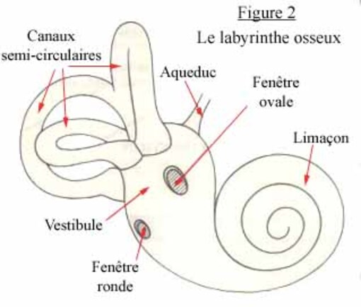 b) Le son de l'oreille au cerveau