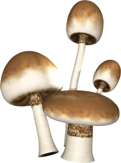 Champignons 5