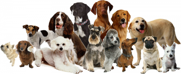 Animaux Domestiques