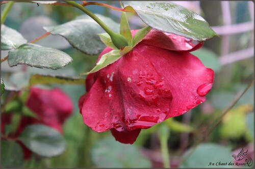 Fin octobre et les roses sont toujours là!