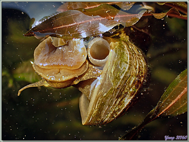 Limnée des étangs, Limnée stagnale, Grande lymnée des étangs, Swamp lymnaea, Great pond snail (Lymnaea stagnalis) - Lartigau - Milhas - 31