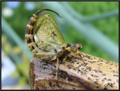 Grande Mouche de mai.