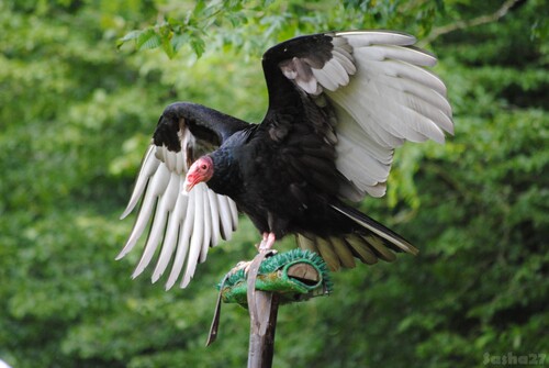 (3) L'urubu à tête rouge, ou vautour aura.