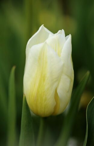 Tulipes Promesse de Fleurs (2/3) : World Friendship + White Dream