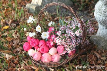 Dernières roses d'automne - plaisir-jardin.com