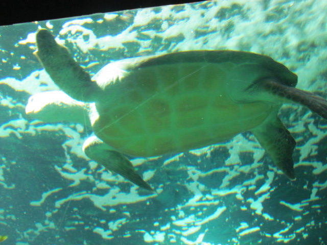 L'AQUARIUM DE LA ROCHELLE .