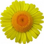 Tubes Fleurs - Divers