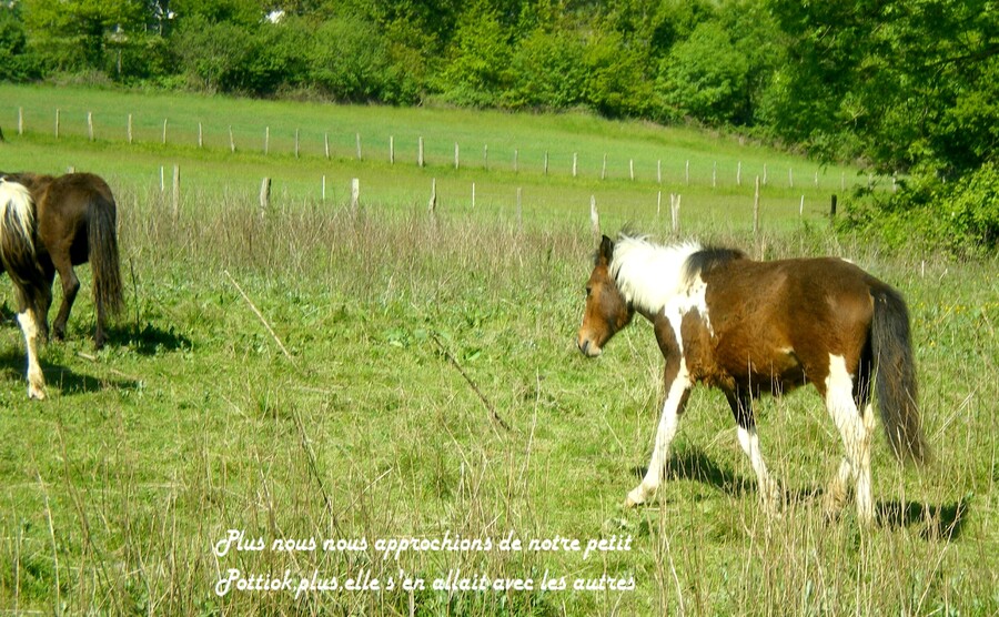 FIN FOND DU PAYS BASQUE...PAYS DES POTTIOKS