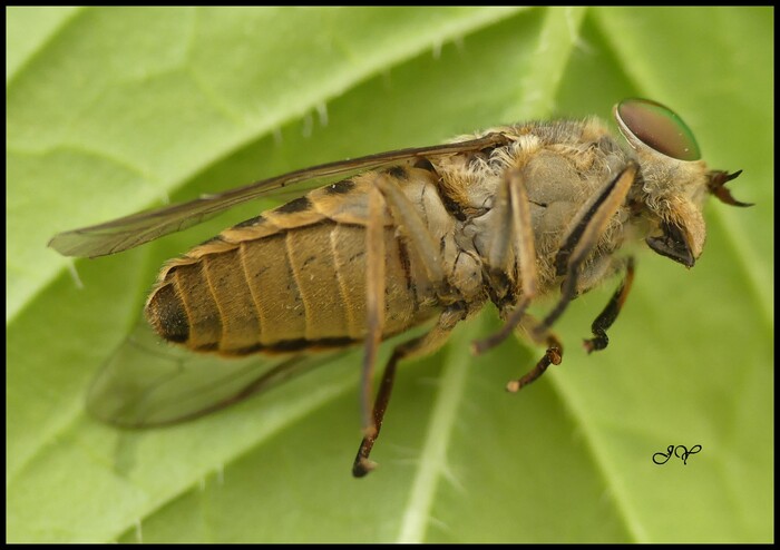 Tabanus bromius.