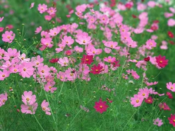 pink-and-red-cosmos-flowers-wallpaper-103646