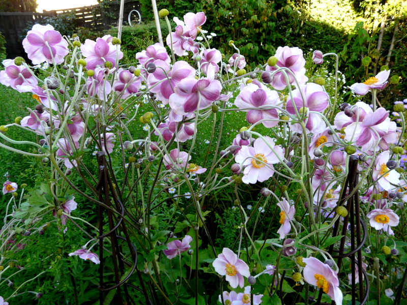 Asters et Anémones japonaises...