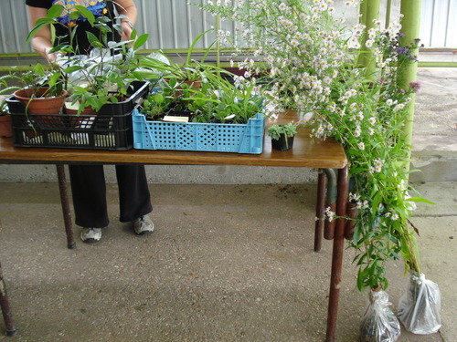 Bourse aux plantes des Jardiniers de l'Yvette
