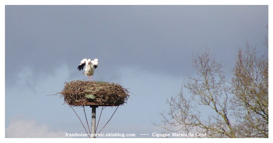 Les cigognes sont de retour 