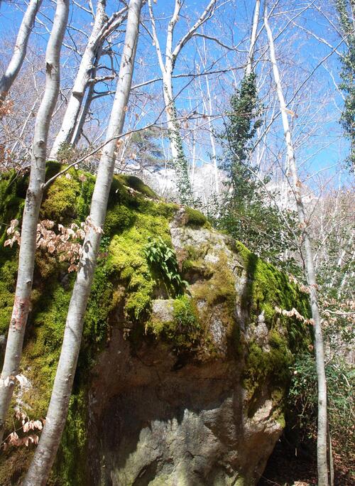 La forêt de Vizzavona et les cascades des anglais