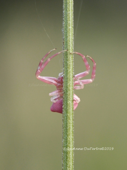 Araignée crabe - Thomise - forme rose.    
