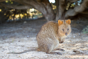 Le quokka