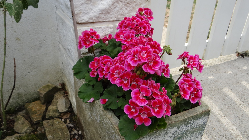 En Tout Sens (et les fleur du Jardin pour Nelly