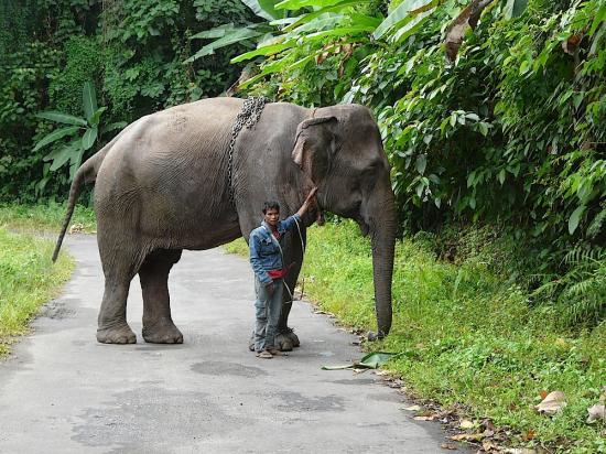 rencontre insolite; un éléphant part travailler dans les bois;