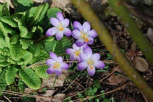 crocus-violets.jpg