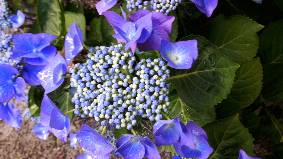  en  fleurs l 'été 