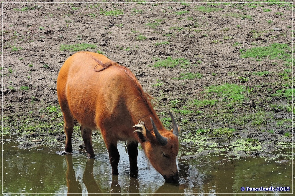 Zoo du Bassin d'Arcachon à La Teste - Août 2015 - 4/11