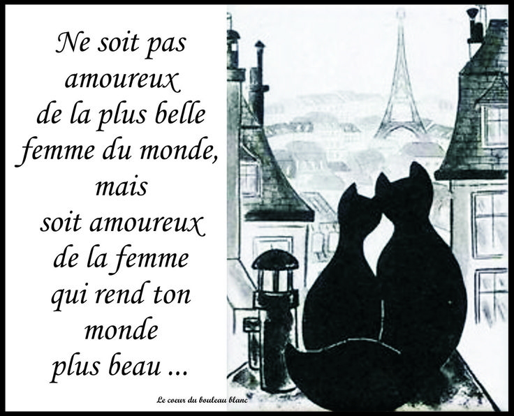 Amoureux, Toit, Chats, Tour-Eiffel, Beau, Paris, Belle | Citation humour,  Poeme et citation, Histoire drôle
