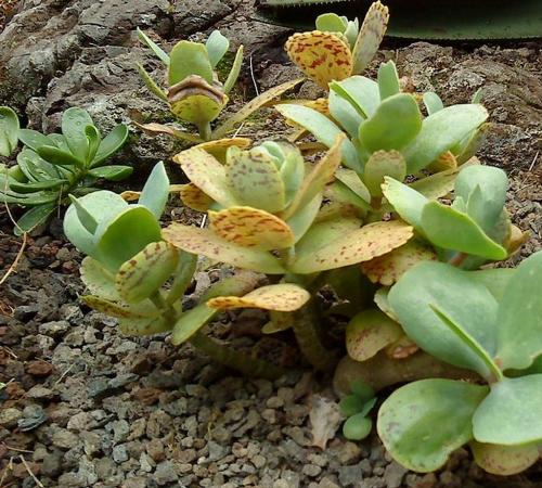 Fleurs cultivées : kalanchoe