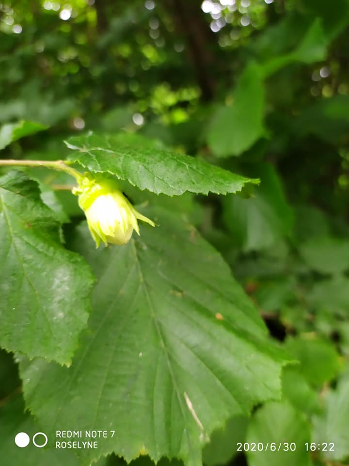 L’image contient peut-être : plante, fleur, nature et plein air