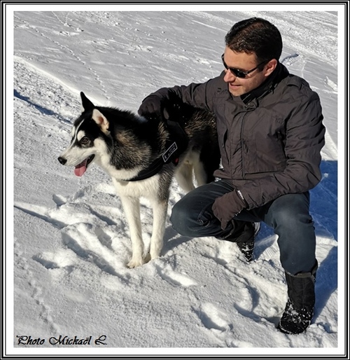 Huskys dans la neige (janvier 2020)