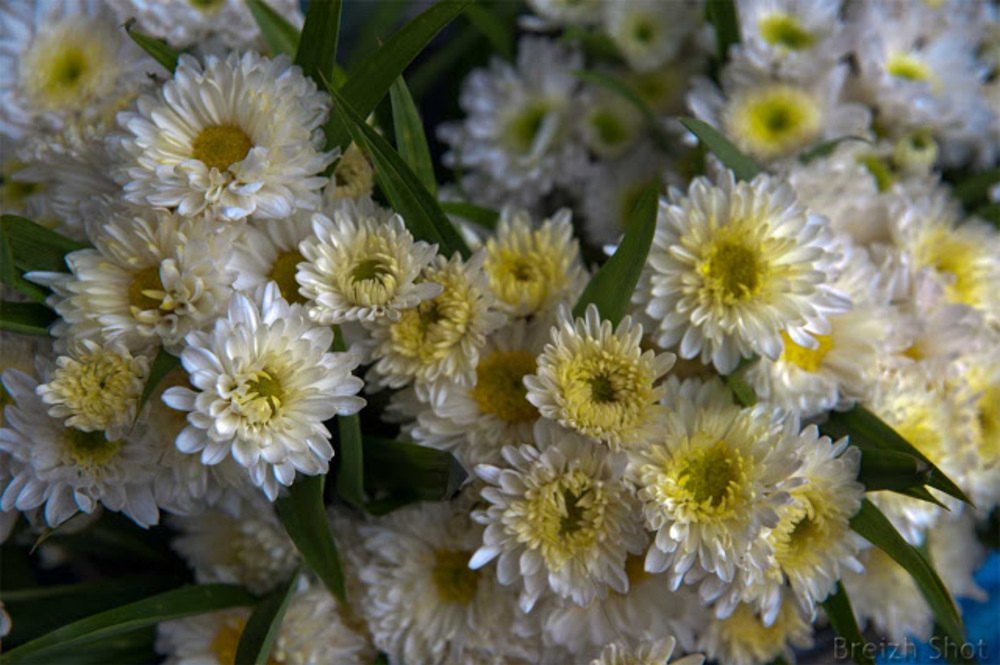  marché de sukhothai fleurs