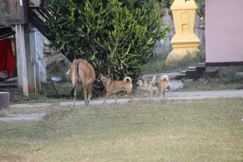 Dans l'île de Khong : Ban Muang Khong