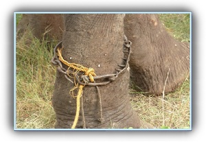 Raju, l’éléphant prisonnier
