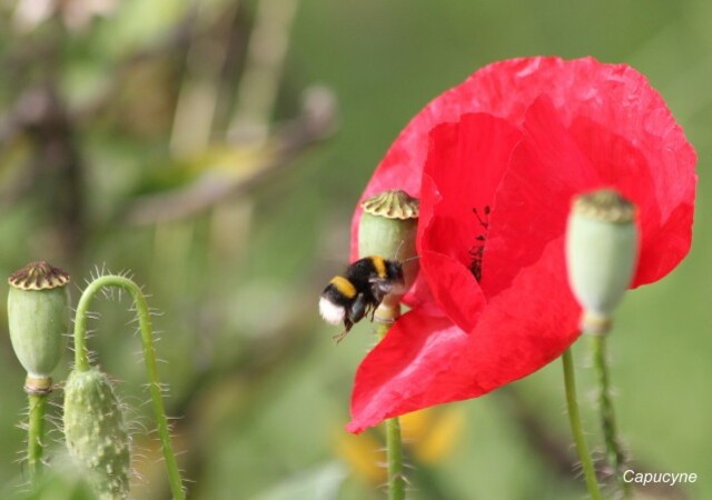 coquelicot-et-insectes 1116